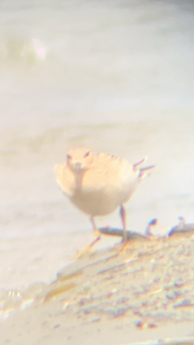 jespák plavý - ML640875168