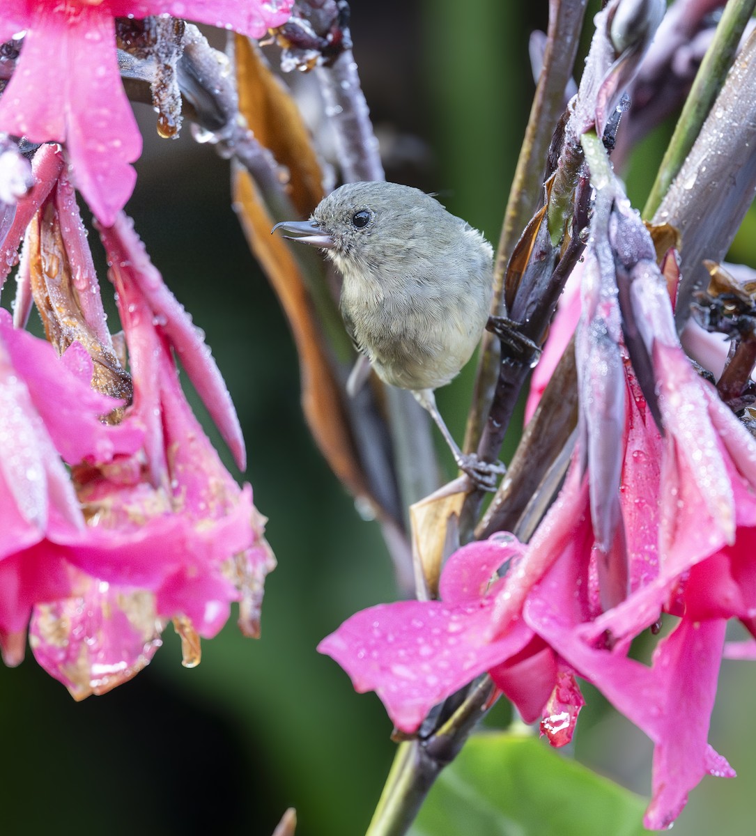 Slaty Flowerpiercer - ML640875183