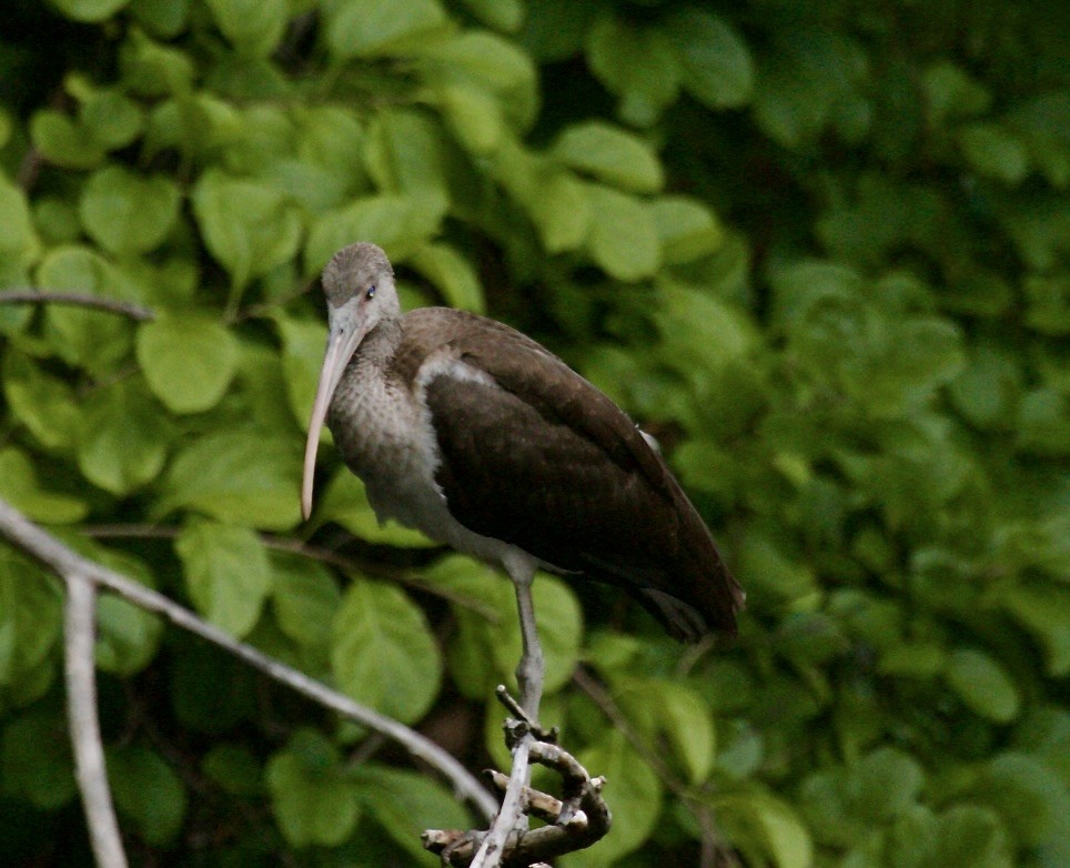 White Ibis - ML640875197