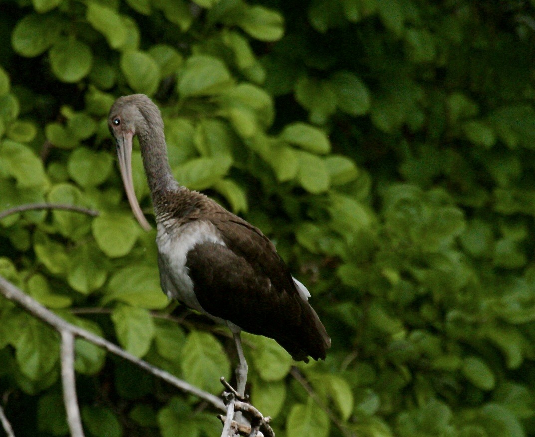 White Ibis - ML640875198