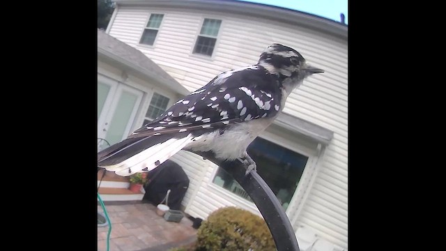 Downy Woodpecker - ML640875199