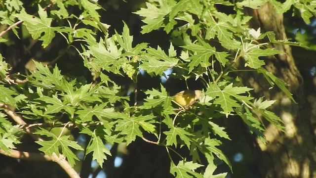 Nashville Warbler - ML640875201