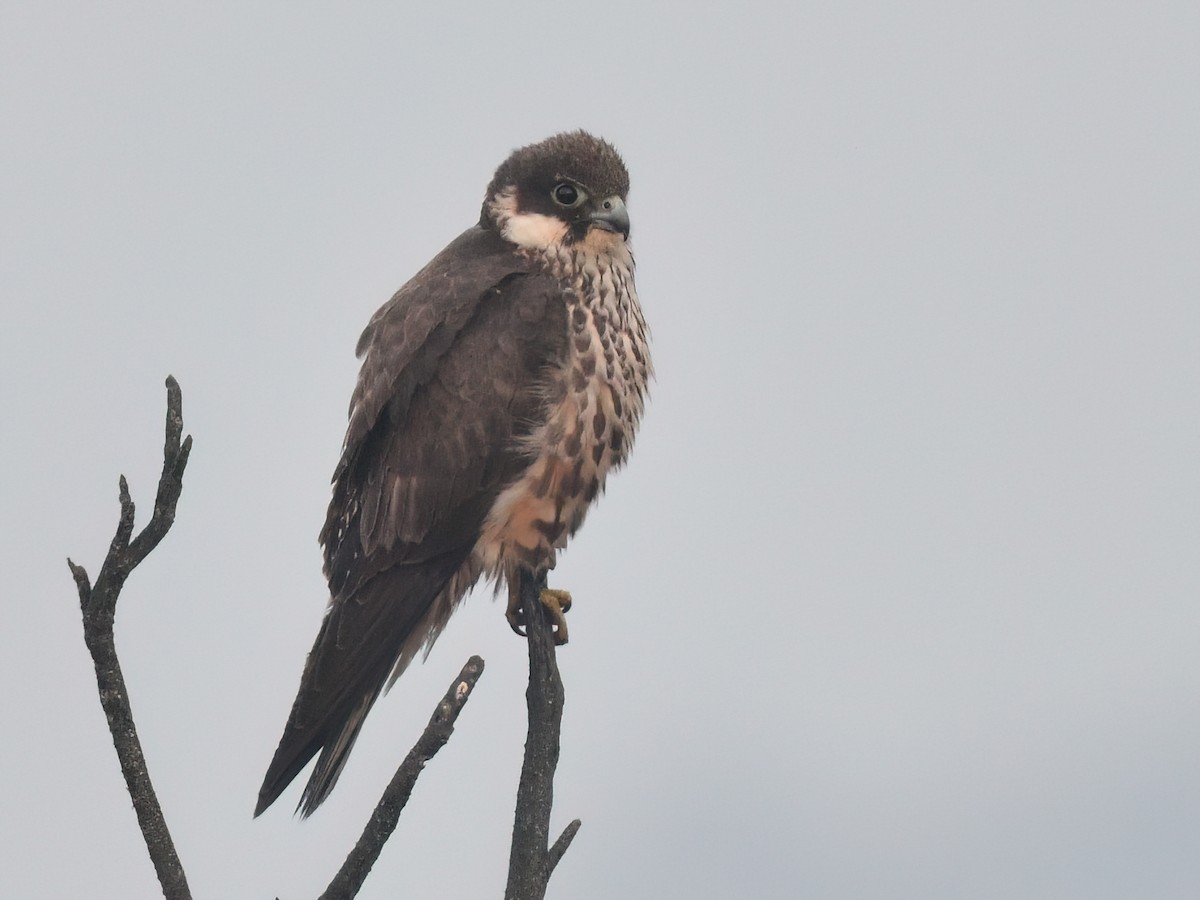 Eleonora's Falcon - ML640875228