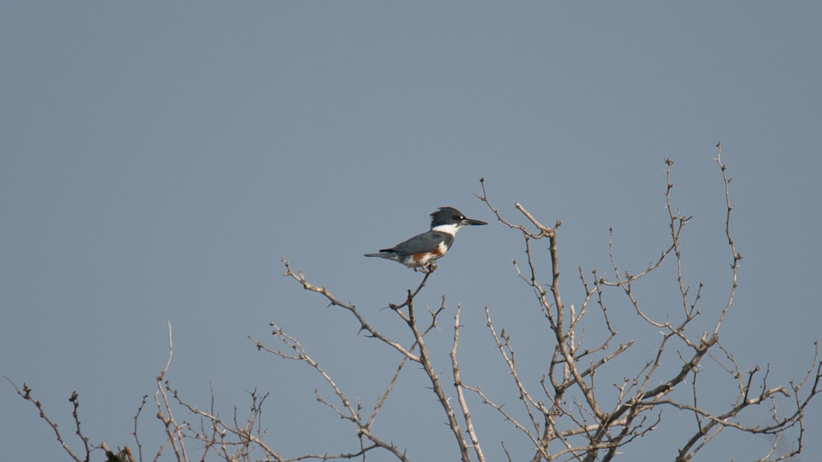 Belted Kingfisher - ML640875236