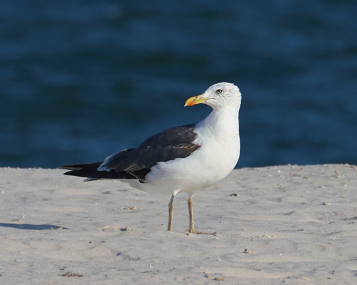 Lesser Black-backed Gull - ML640875244
