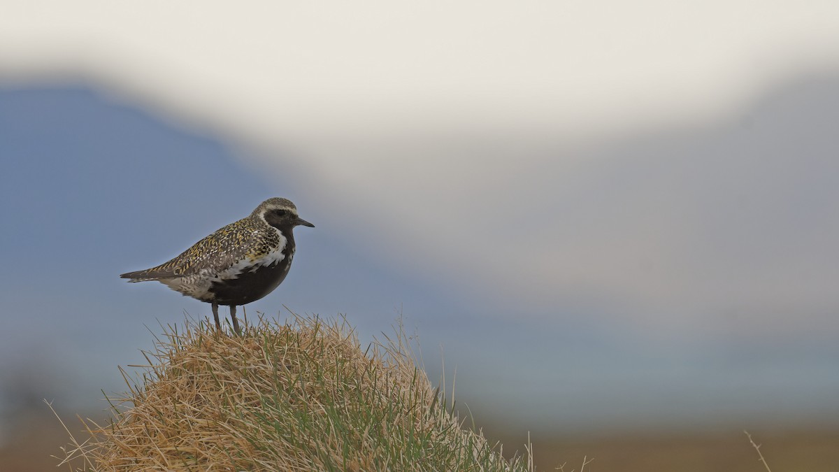 European Golden-Plover - ML640875272