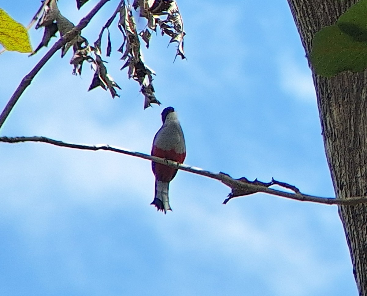 Cuban Trogon - ML640875282
