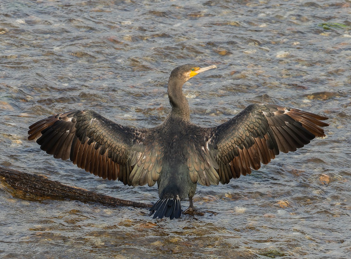 Great Cormorant - ML640875336