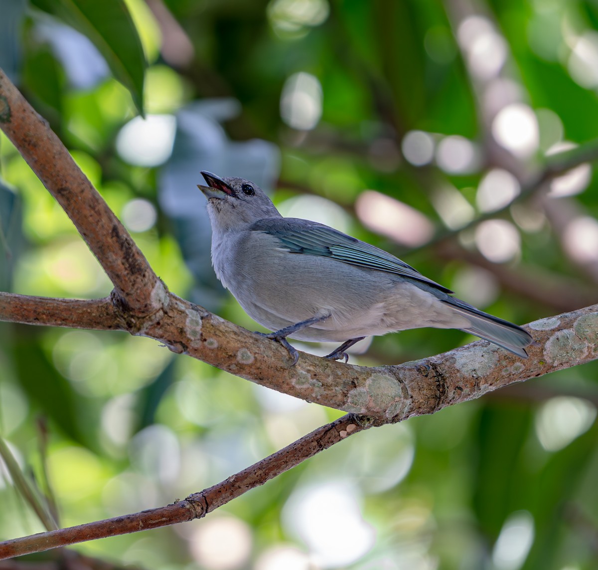 Sayaca Tanager - ML640875364