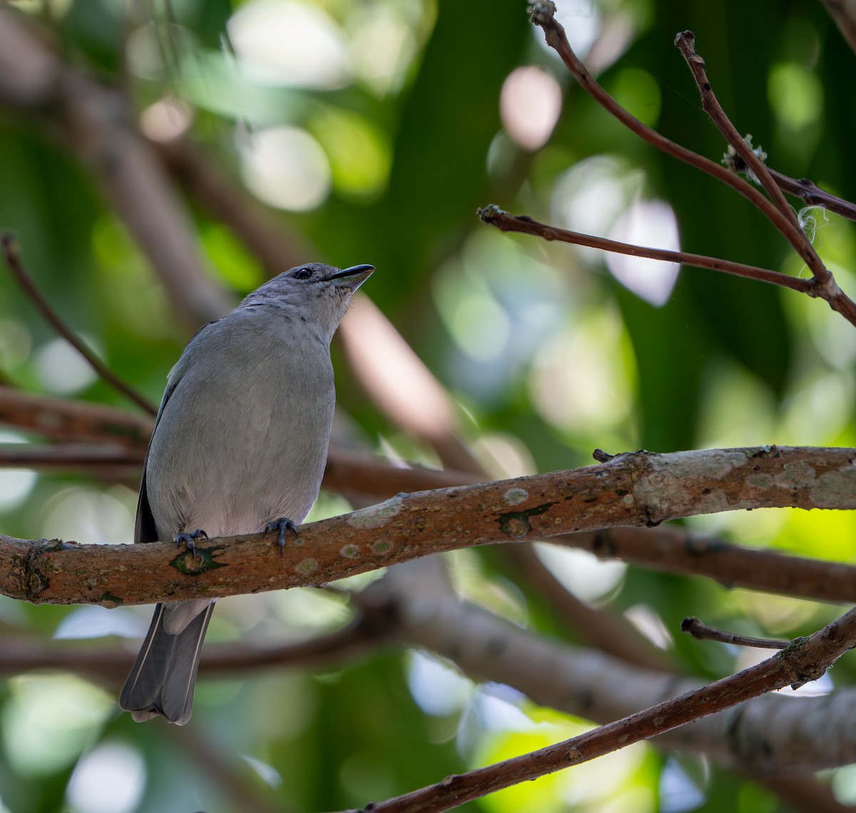 Sayaca Tanager - ML640875365