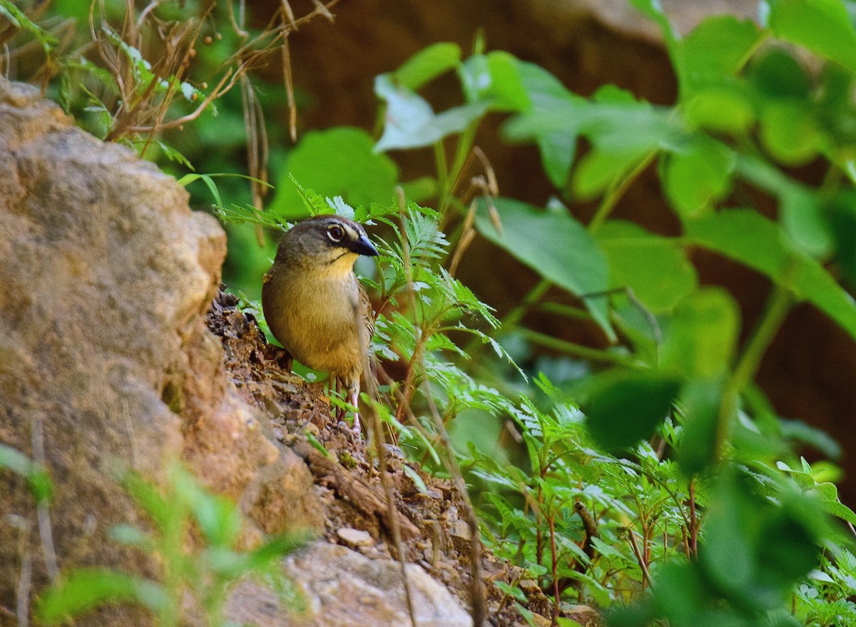 Oaxaca Sparrow - ML640875386