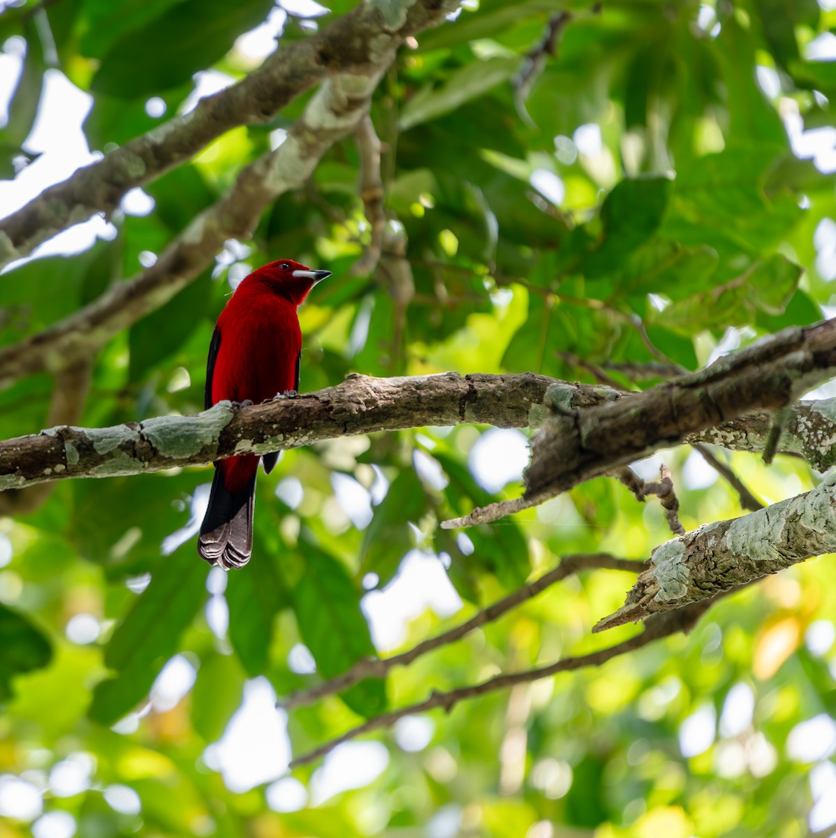 Brazilian Tanager - ML640875392
