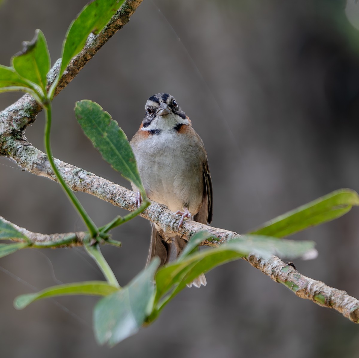 Rufous-collared Sparrow - ML640875405