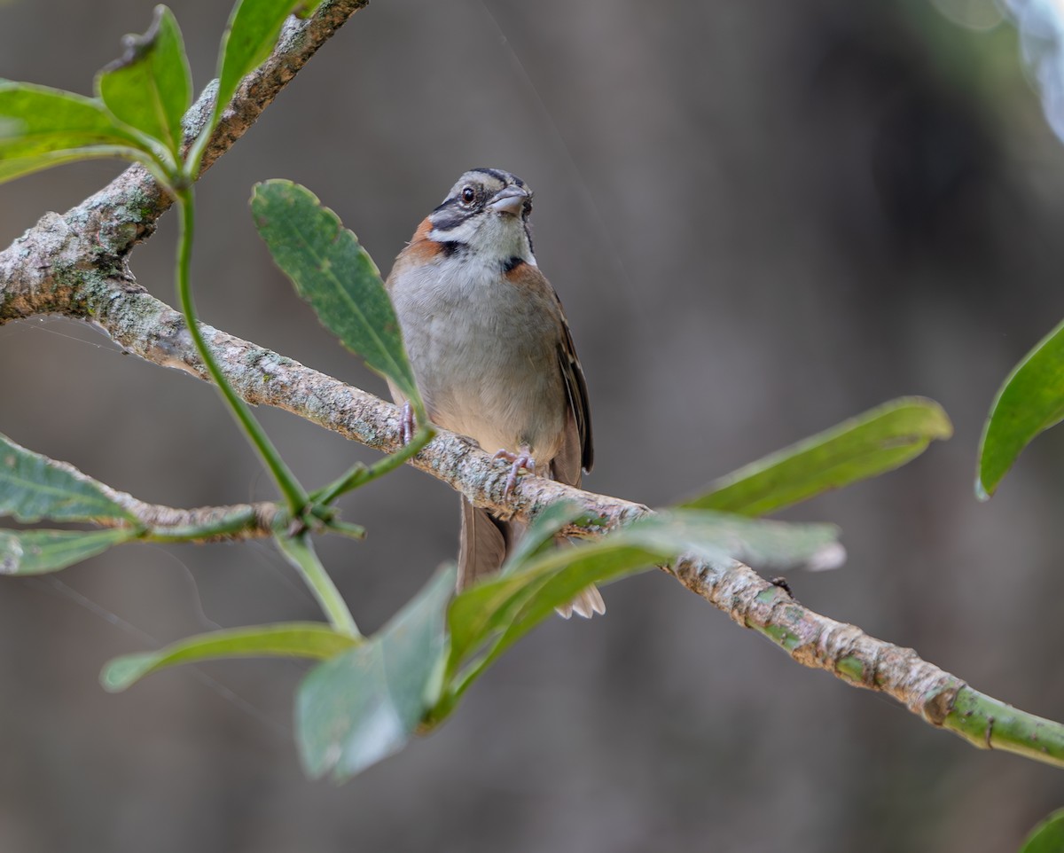 Rufous-collared Sparrow - ML640875406