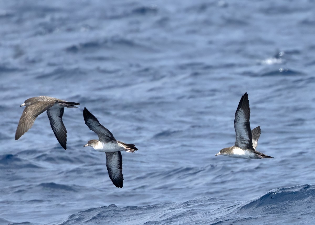 buřňák růžovonohý - ML640875494