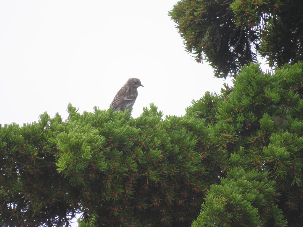 Yellow-rumped Warbler - ML640875521