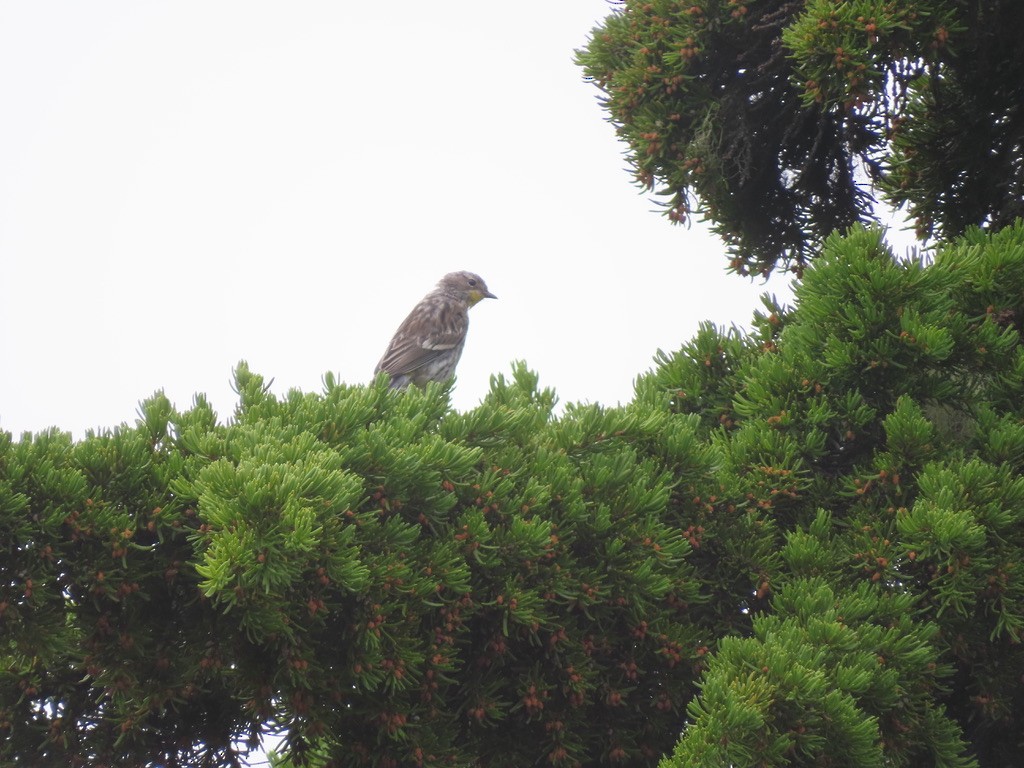 Yellow-rumped Warbler - ML640875530