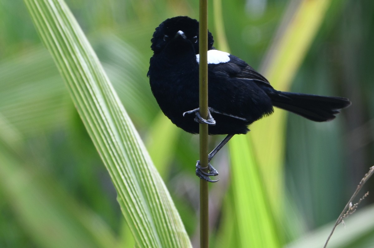 White-shouldered Fairywren - ML640875531