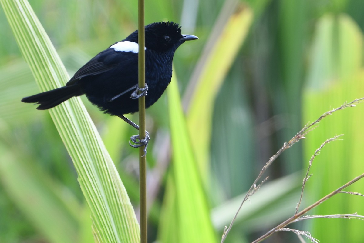 White-shouldered Fairywren - ML640875532