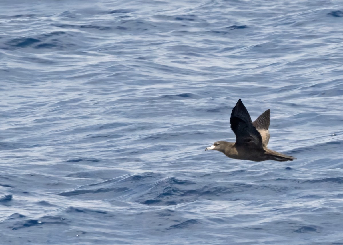 buřňák světlonohý - ML640875542