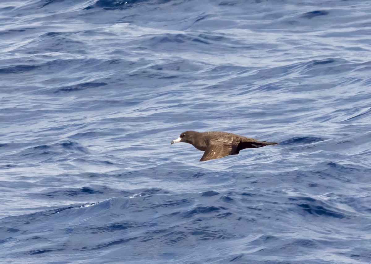 buřňák světlonohý - ML640875543