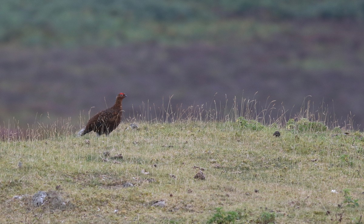 Willow Ptarmigan (Red Grouse) - ML640875550