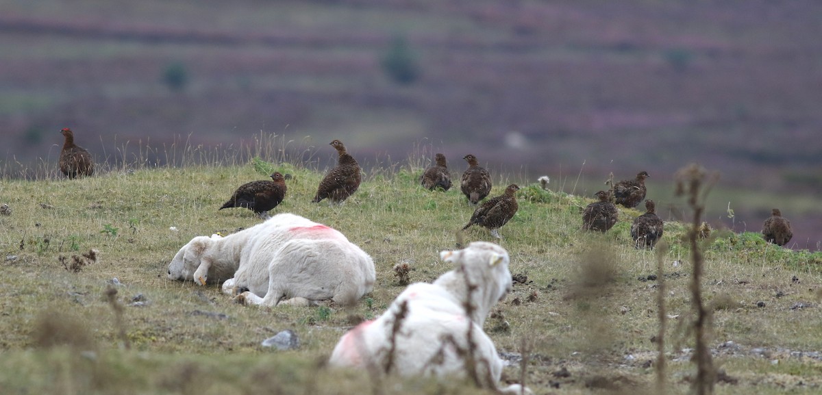 Willow Ptarmigan (Red Grouse) - ML640875551