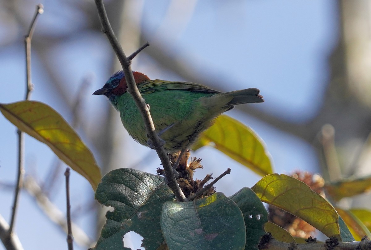 Blaukappentangare - ML640875558