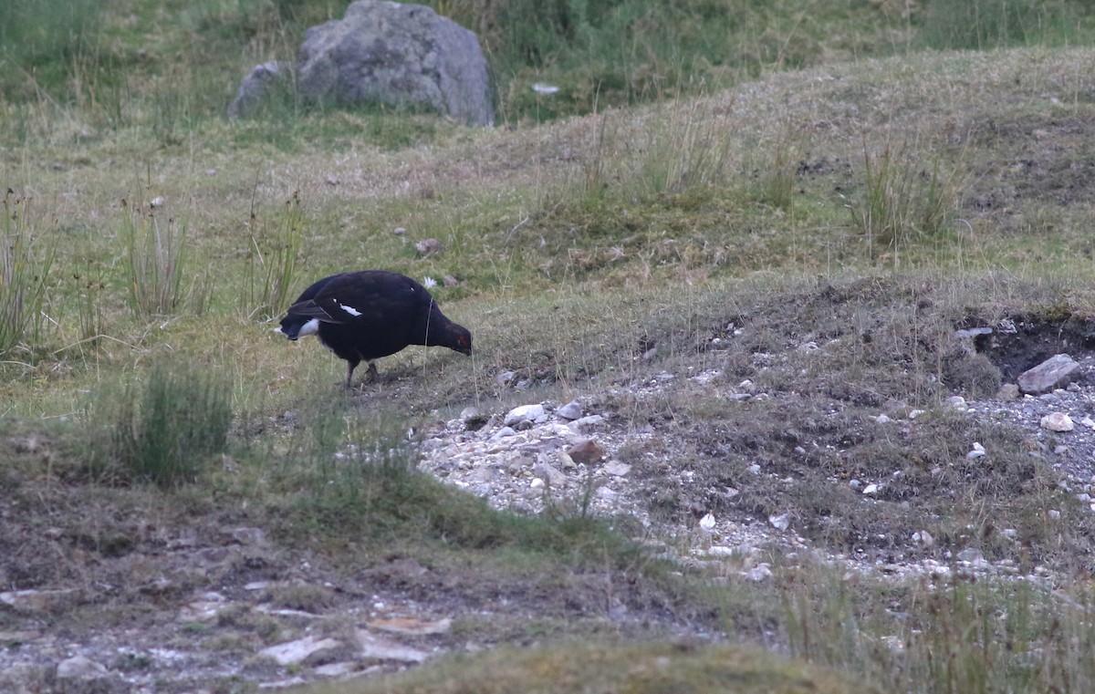 Black Grouse - ML640875561