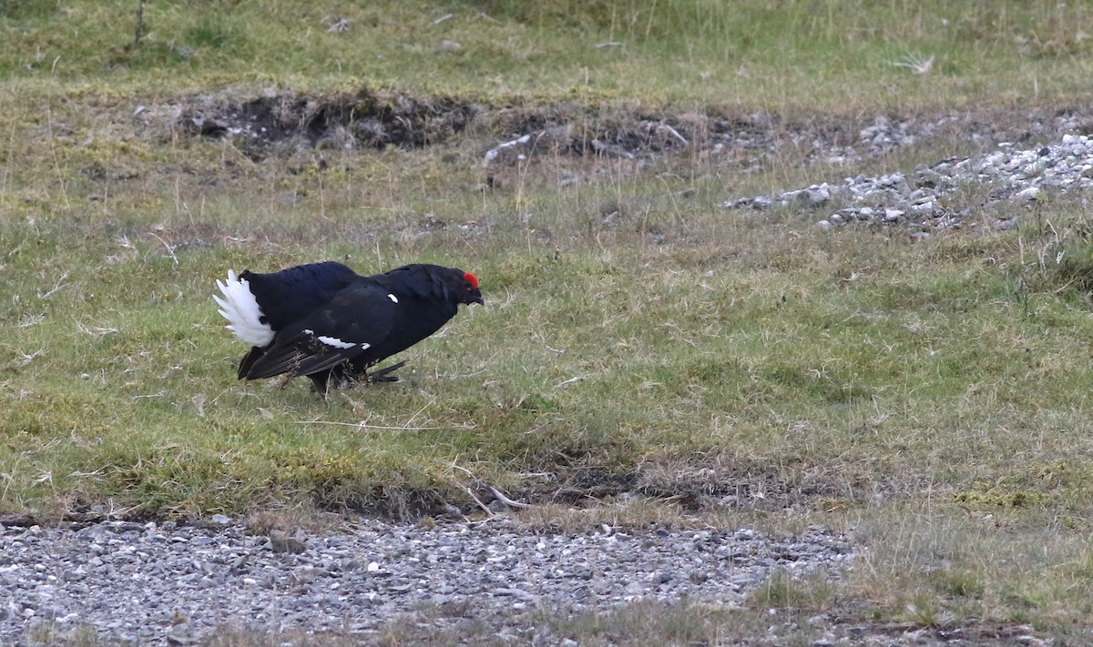 Black Grouse - ML640875562