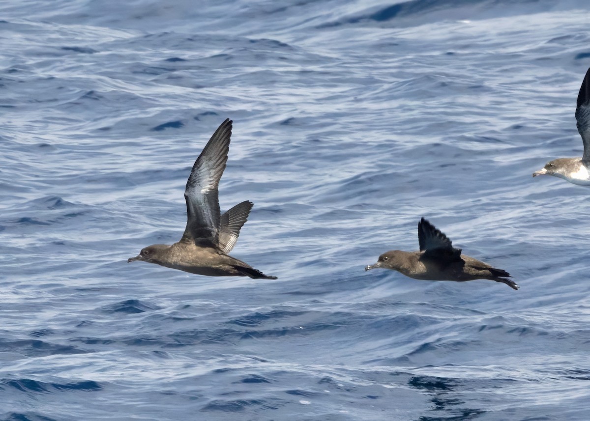 buřňák temný - ML640875563