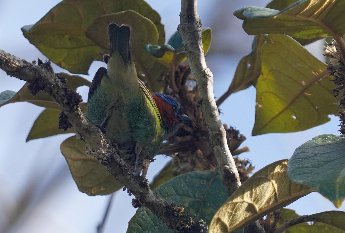Blaukappentangare - ML640875568
