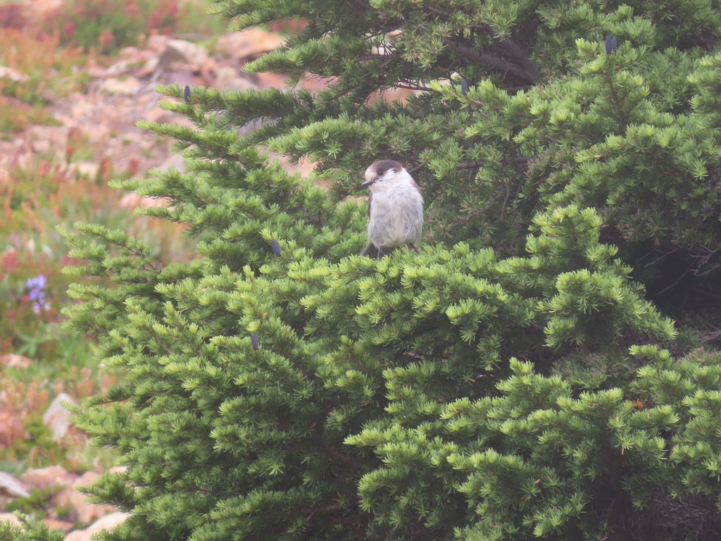 Canada Jay - ML640875631