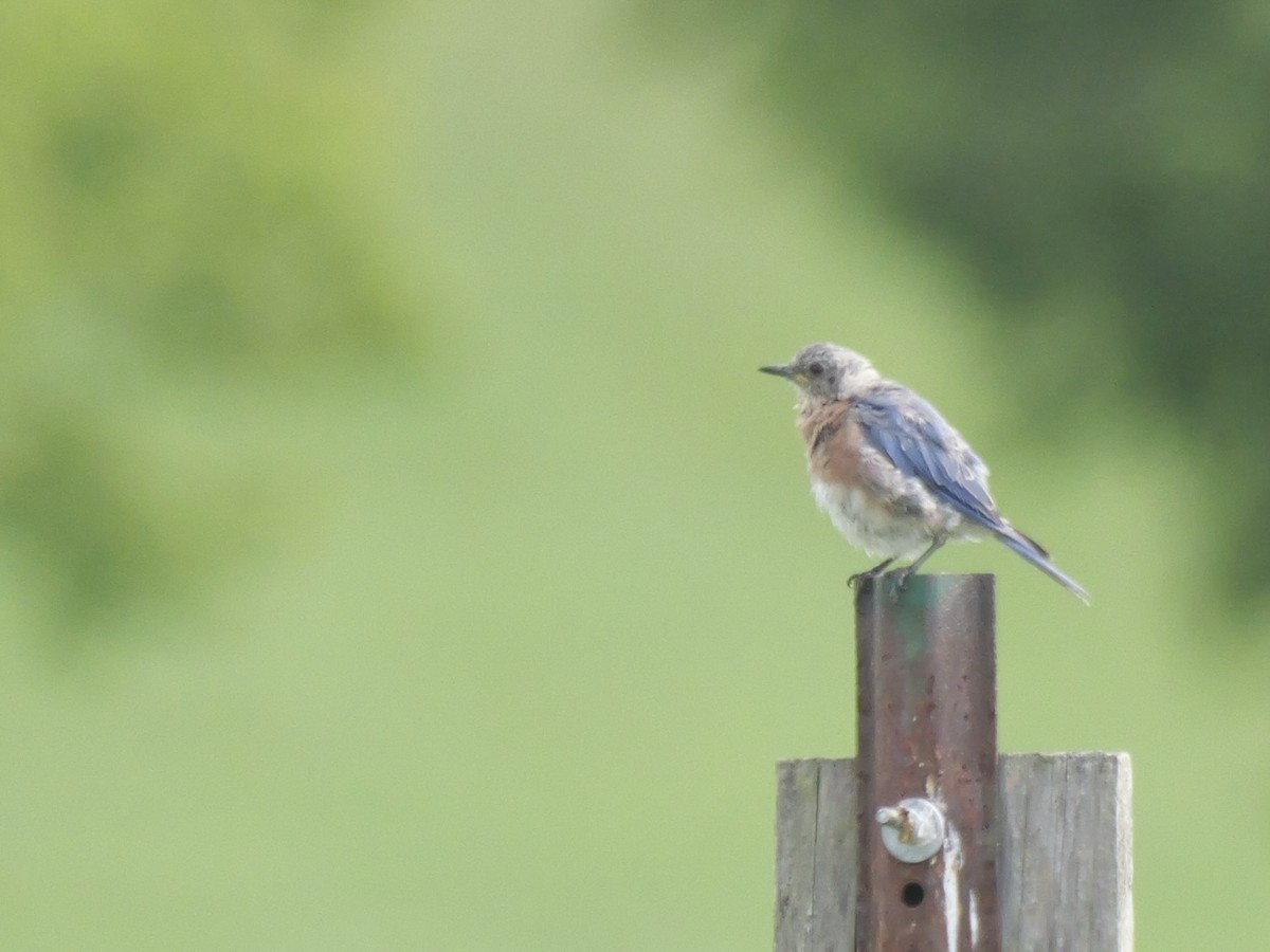 Eastern Bluebird - ML640875633