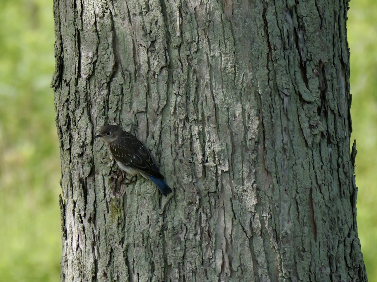 Eastern Bluebird - ML640875635