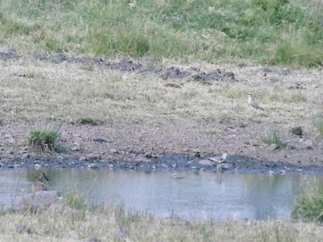 Common Sandpiper - ML640875647