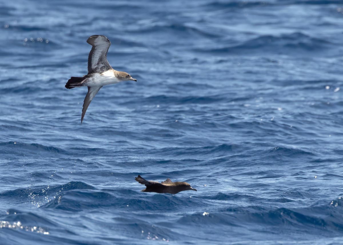 buřňák růžovonohý - ML640875680