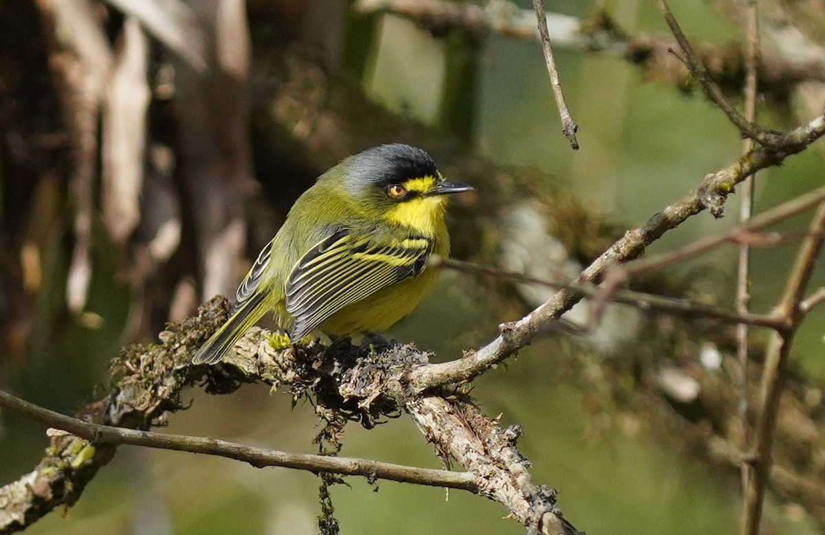 Gray-headed Tody-Flycatcher - ML640875700