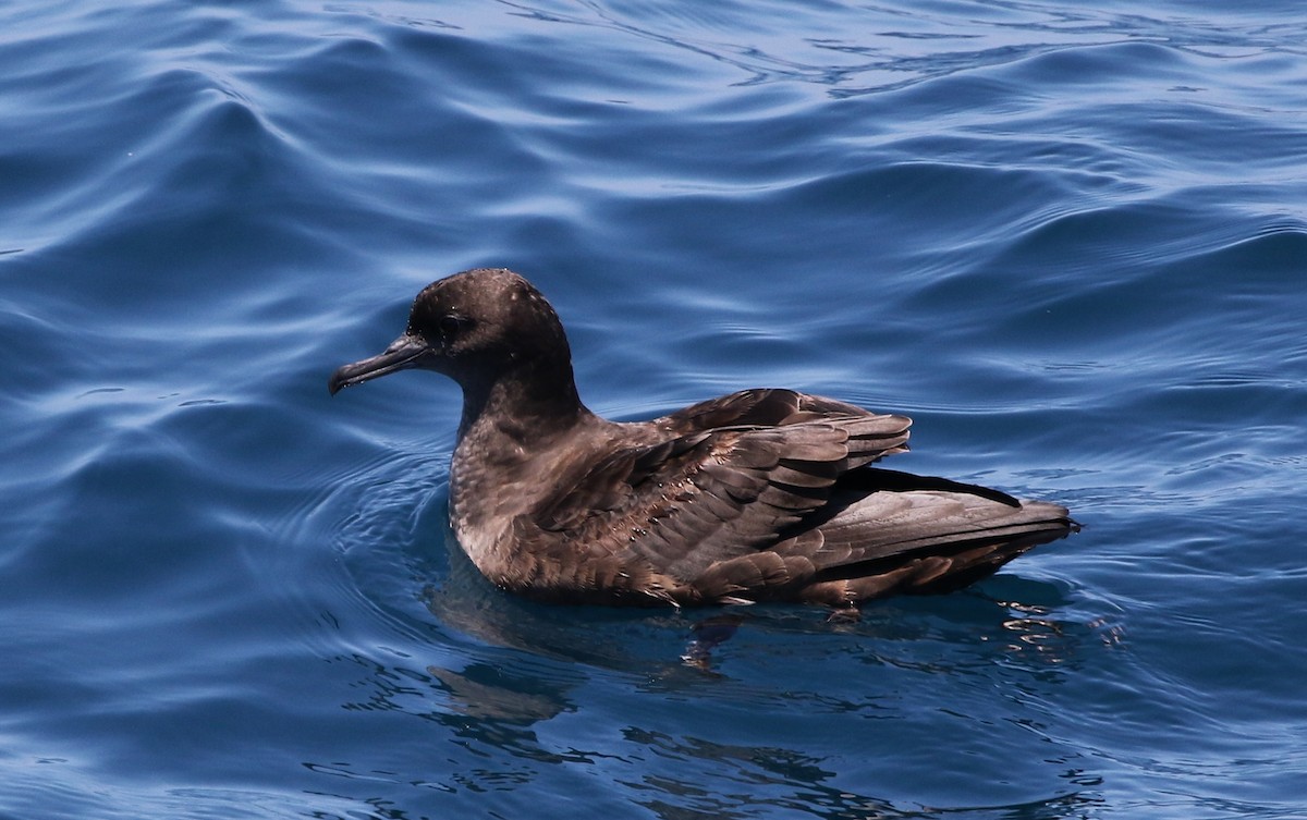 Sooty Shearwater - ML64087571