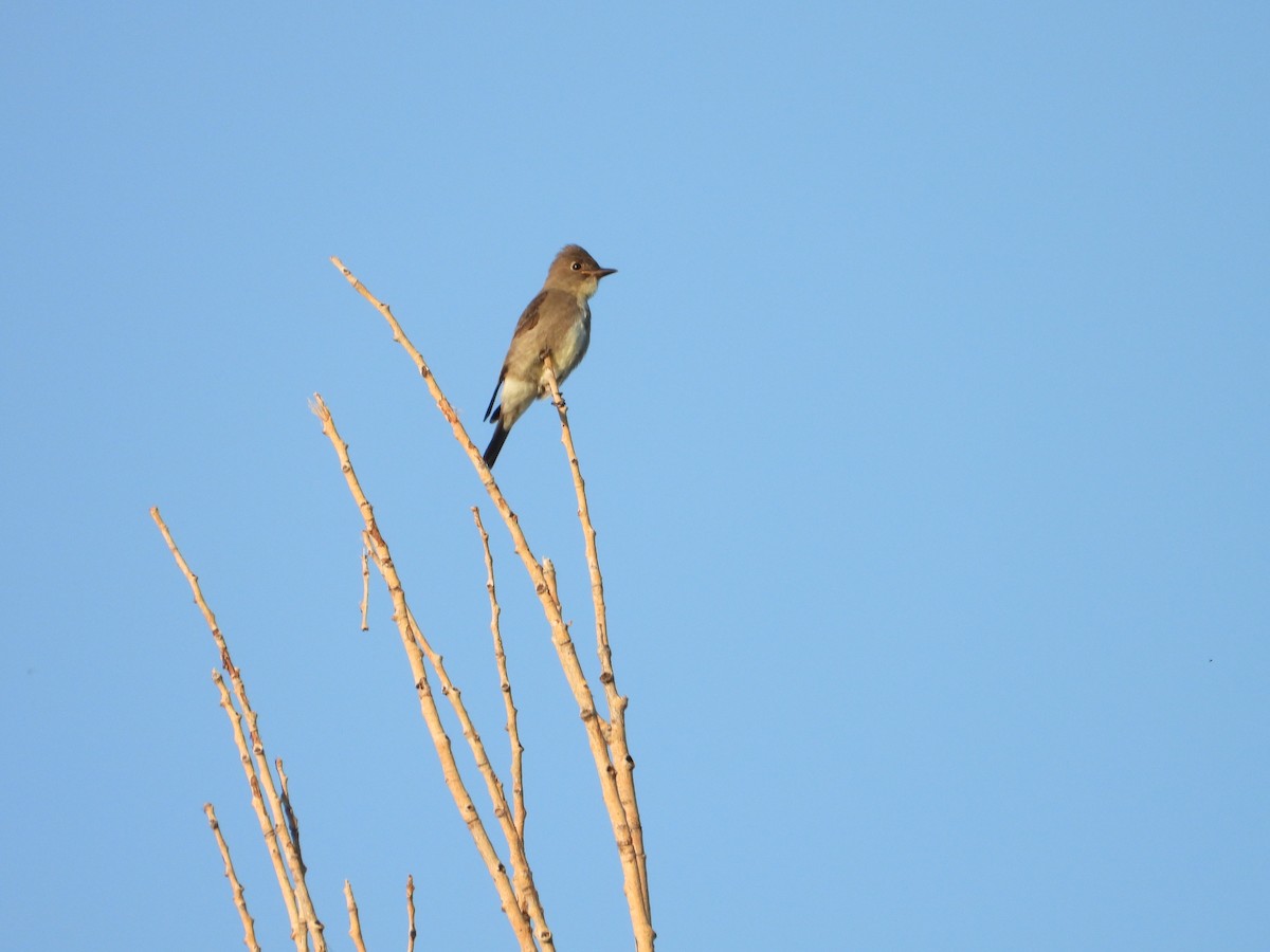 Olive-sided Flycatcher - ML640875716