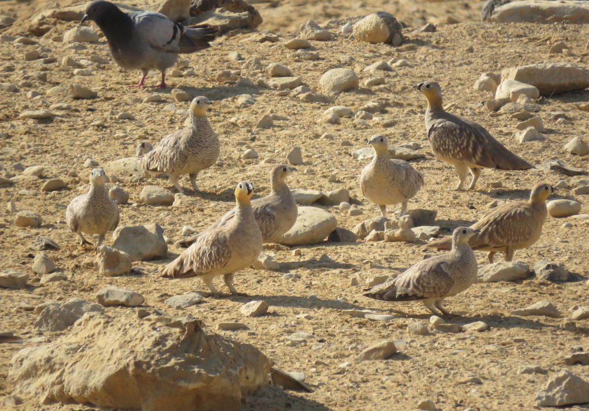 Crowned Sandgrouse - ML640875734