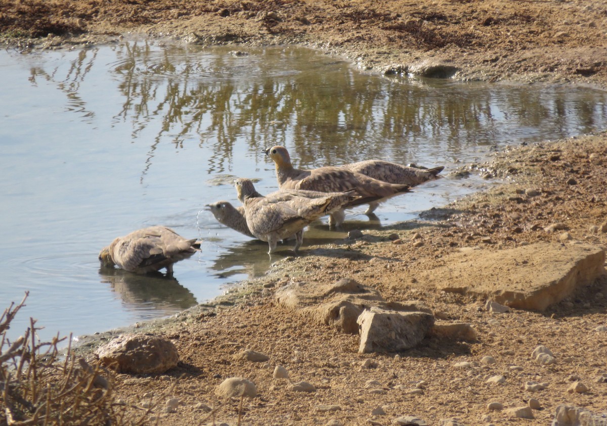 Crowned Sandgrouse - ML640875735