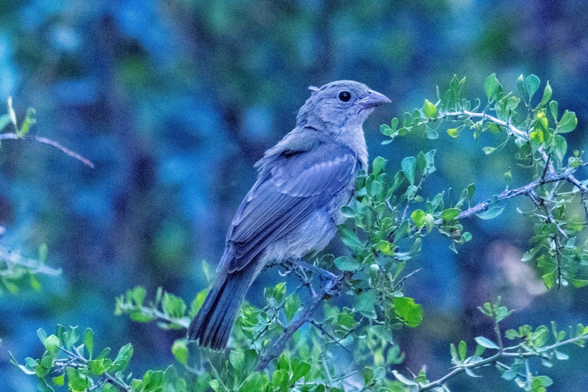 Varied Bunting - ML640875753