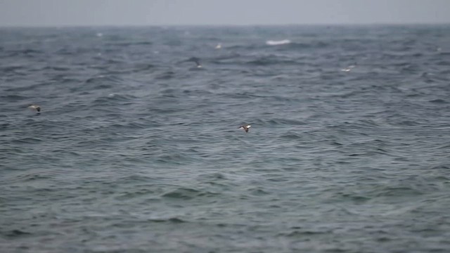 Great Shearwater - ML640875766