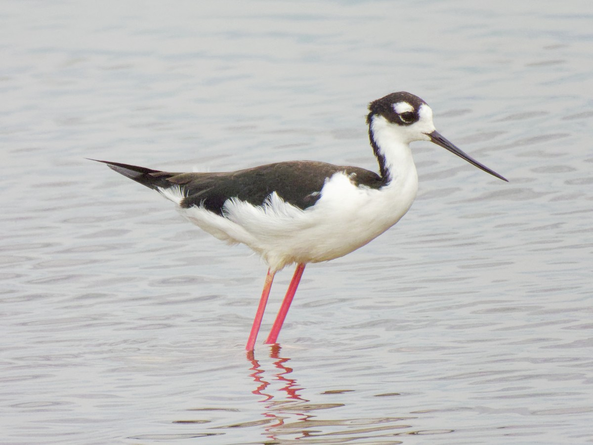 Black-necked Stilt - ML640875772