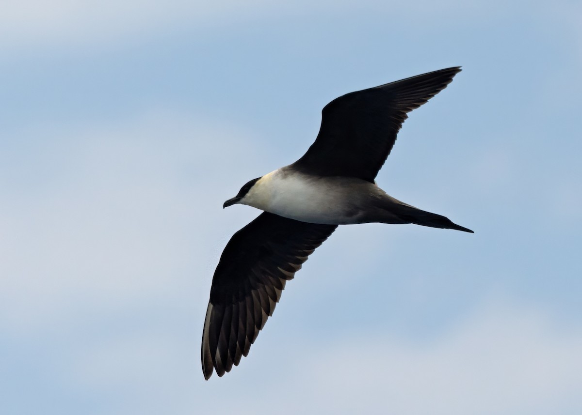 chaluha malá - ML640875775