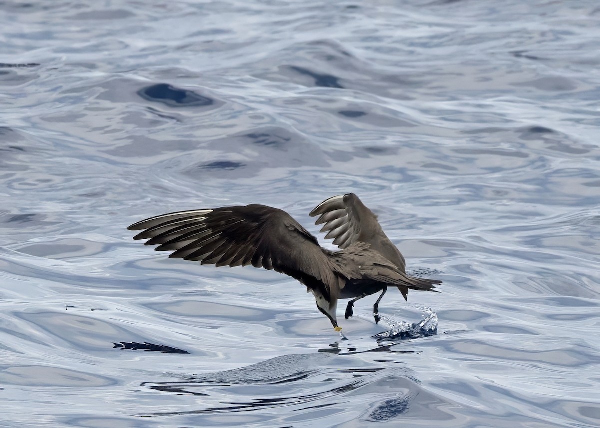 chaluha malá - ML640875776