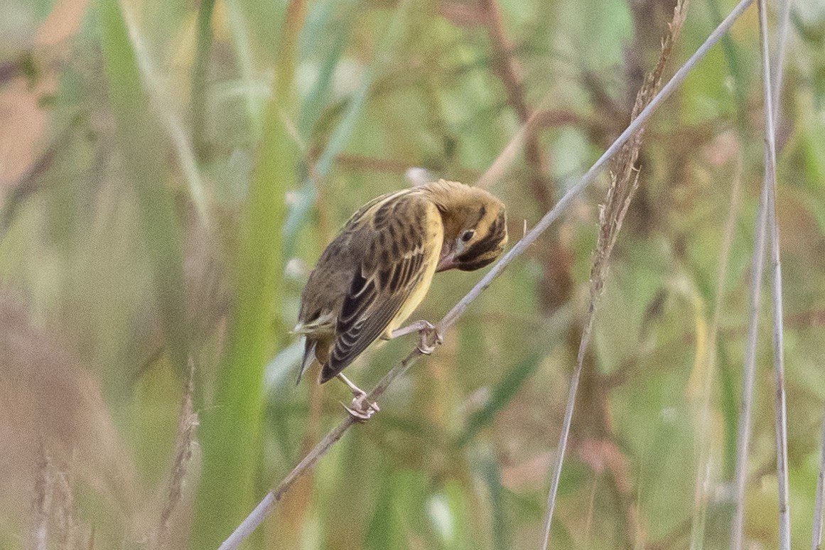 Bobolink - ML640875780