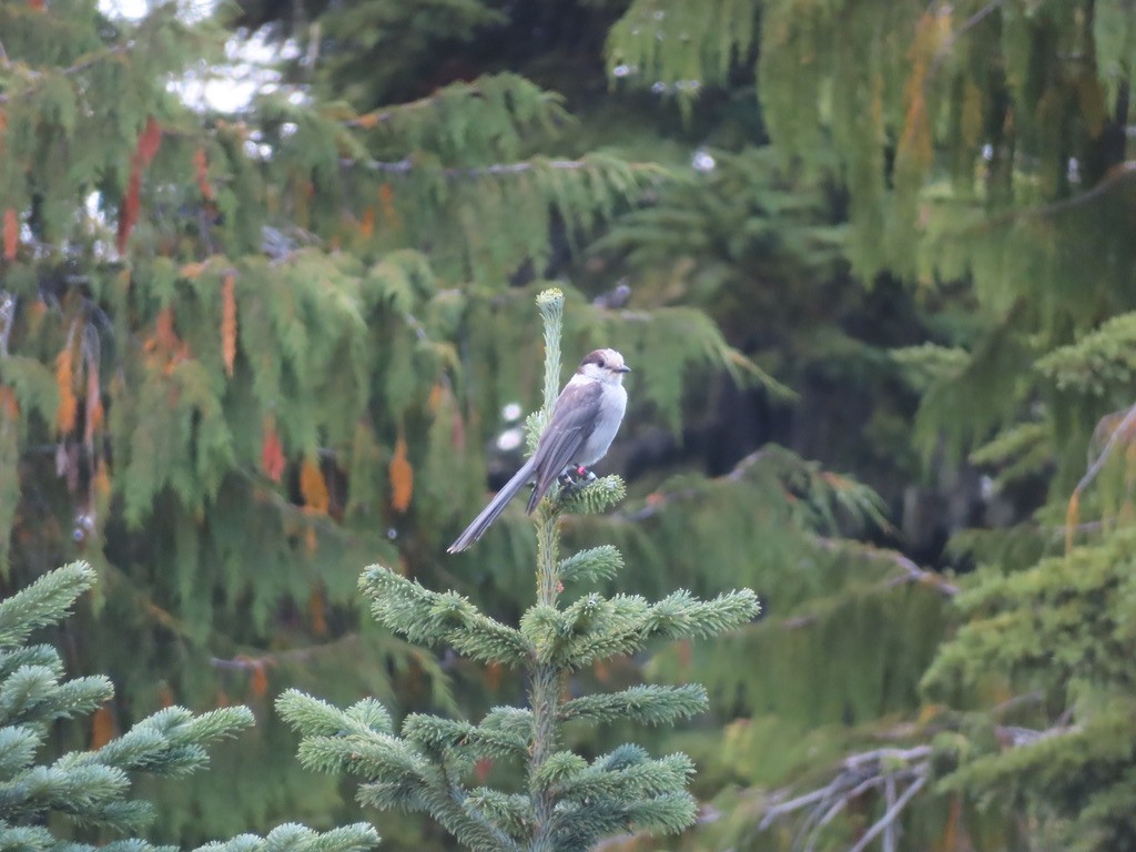 Canada Jay - ML640875784