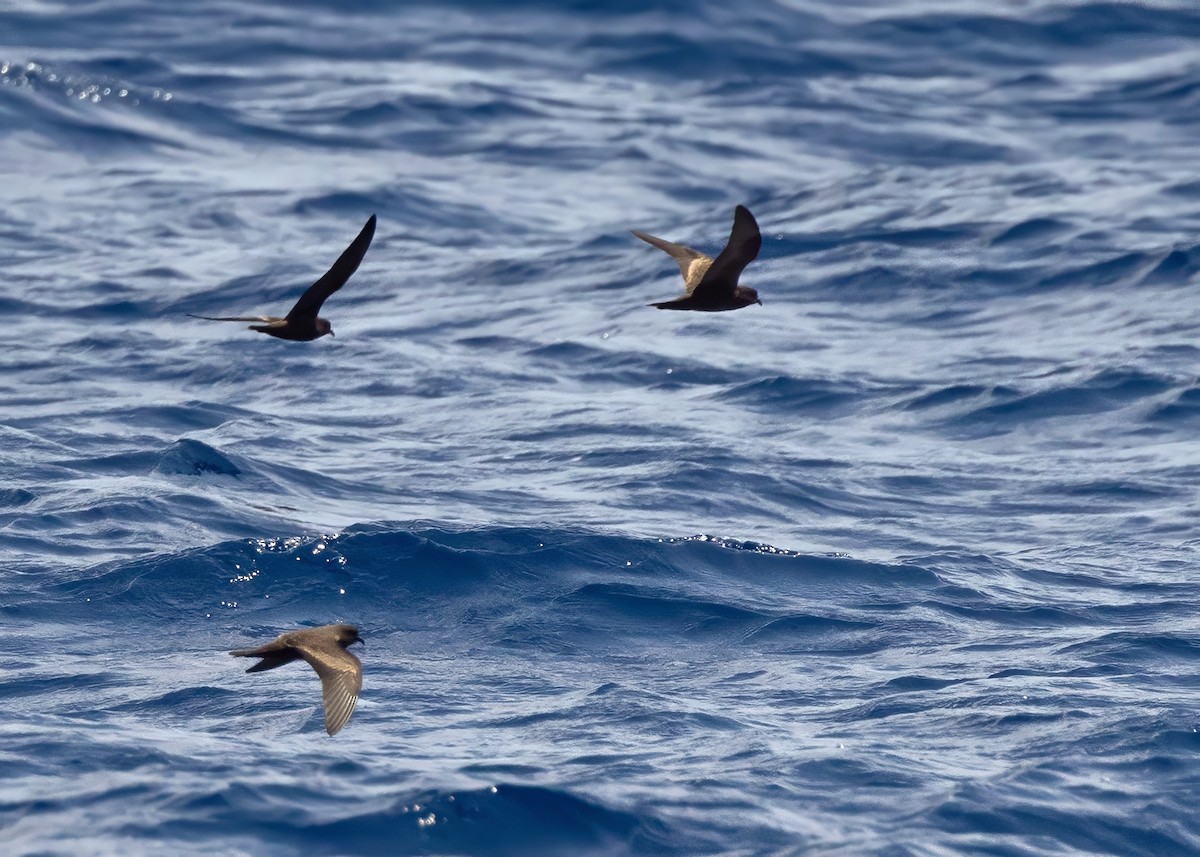 buřňáček tmavý - ML640875797